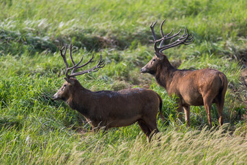 Two elk standing side by side in grass