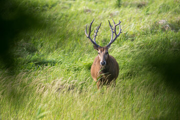 A wild elk stands in the grass, facing the camera.