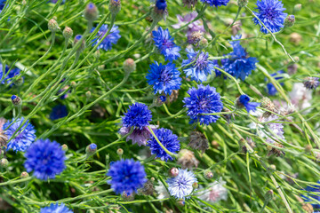 field of mostly blue Centaurea cyanus or cornflowers in bloom at a garden park