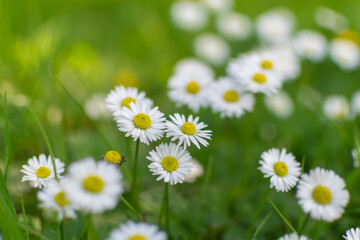 Obraz premium daisies in a field