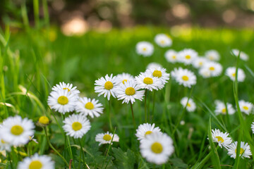 field of daisies