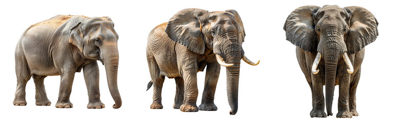 Fototapeta premium Indian elephant isolated on transparent background