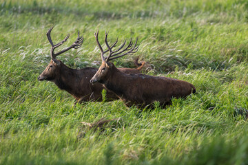 Two elk walking side by side in grass