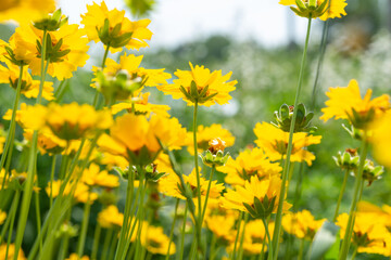 coreopsis (tickseed) blossoms in bright sunlight with defocused background