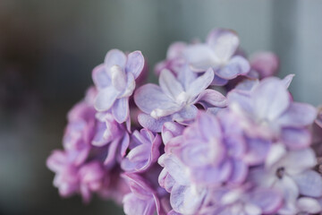 Lilac flowers close up