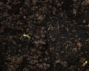 Natural compost. Plant fertilizer to improve soil. Organic farming. Agriculture background. Mix of green waste.