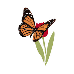 butterfly illustration