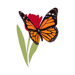 butterfly illustration