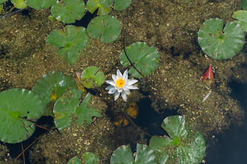 Fototapety na wymiar - Fototapeta24.pl