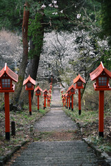 赤い灯籠が並ぶ石造りの階段と桜　日本　風景　参道　神社