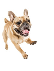 Fototapeta premium Full body shot of French Bulldog dog, running happily, smiling.