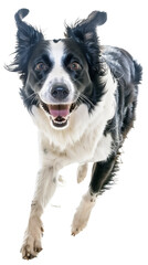 Fototapeta premium Full body shot of Border Collie dog, running happily, smiling.