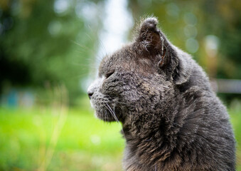 Beautiful fluffy cat portrait on summer nature background.