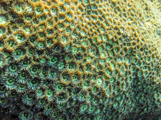 Colorful coral reef