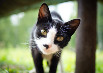 Beautiful fluffy cat portrait on summer nature background.
