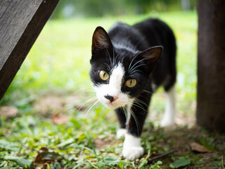 Fototapeta premium Beautiful fluffy cat portrait on summer nature background.