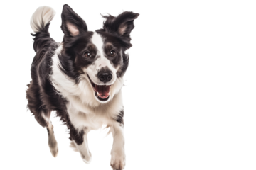 Full body shot of Border Collie dog, running happily, smiling.
