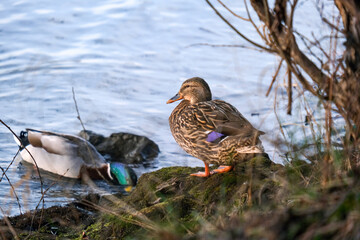 a pair of mallard ducks on the river bank, sunlit ducks, Anatinae