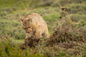 Puma hides guanaco carcase under dead grass