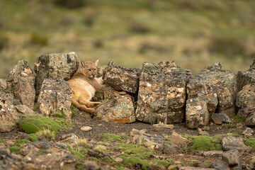 Fototapeta premium Puma lies between rocks looking over shoulder