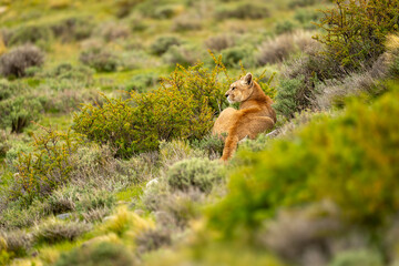 Puma lies among bushes on grassy hillside