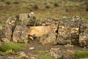 Puma lies among lichen-covered rocks on ridge
