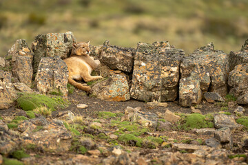 Puma lies between rocks on grassy ridge