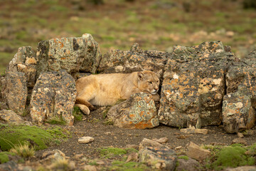 Puma lies between lichen-covered rocks on ridge