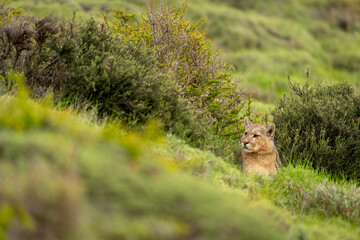 Puma lies between thick bushes looking uphill