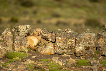 Puma lies between sunlit rocks on hill