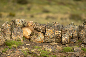 Puma lies between rocks on grassy scrubland