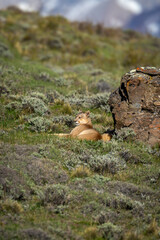 Obraz premium Puma lies by rock in pre-Andean scrubland