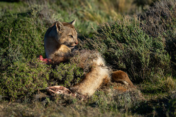 Puma lies crouched over kill in sunshine
