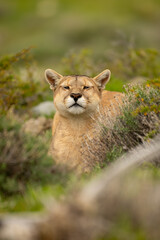 Puma lies in thick undergrowth watching camera