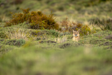 Puma lies poking head up over bushes