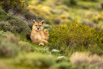 Puma lies in thick bushes watching camera