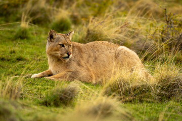 Puma lies on grassy slope turning head