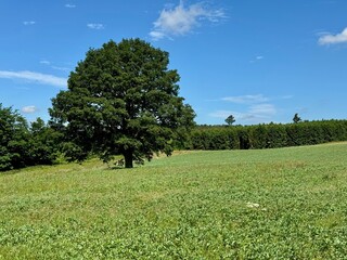 A single tree in a field under a blue sky. 