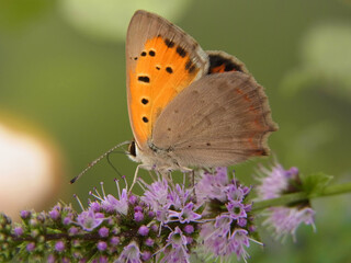 Farfalla
