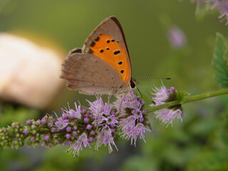 Farfalla