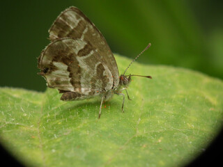 Farfalla