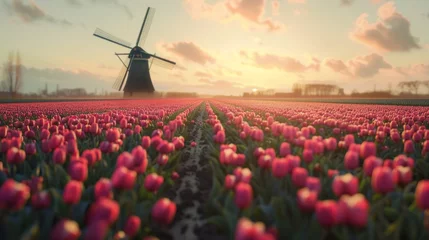 Gordijnen A field of red tulips with a windmill in the background © liliyabatyrova