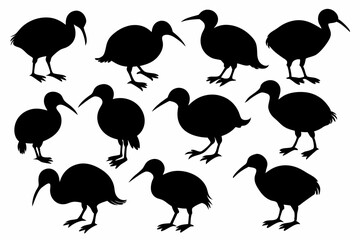 Kiwi Bird Silhouette Vector set, set of kiwi bird animal Vector illustration

