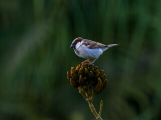 Sparrow perching on top of African Tulip tree