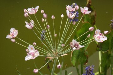 Fiore