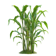 Fototapeta premium Isolated Corn Plants on transparent background for Garden Design and Food Production