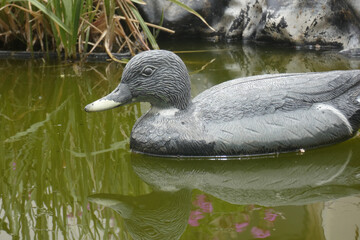 Fototapeta premium Papera