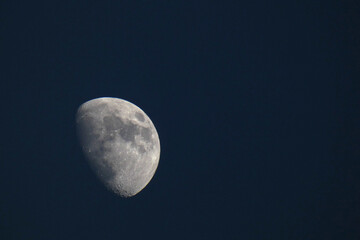 Luna © Steve Fossiant