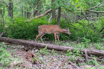 Deer in the forest.