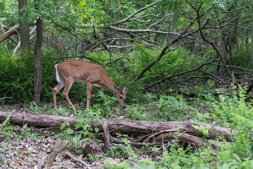 deer in the woods